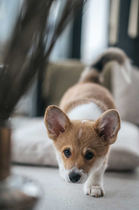 Decoding the brain's preference for puppy cuteness over babies
