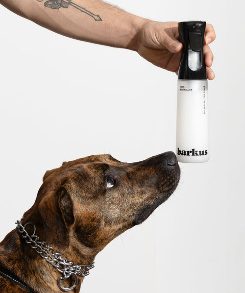 Why Barkus Coat Spray Stands Out in a Sea of “Fresheners”