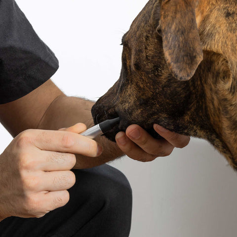 Building a Brushing Routine: 5 Tips for Pet Parents
