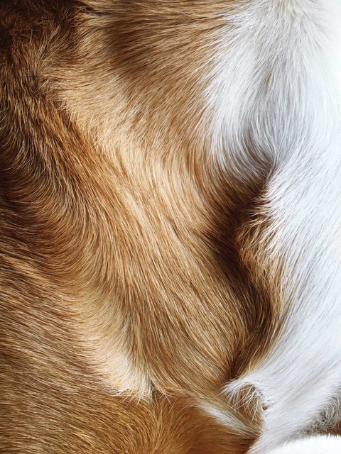 Healthy fur starts with the skin