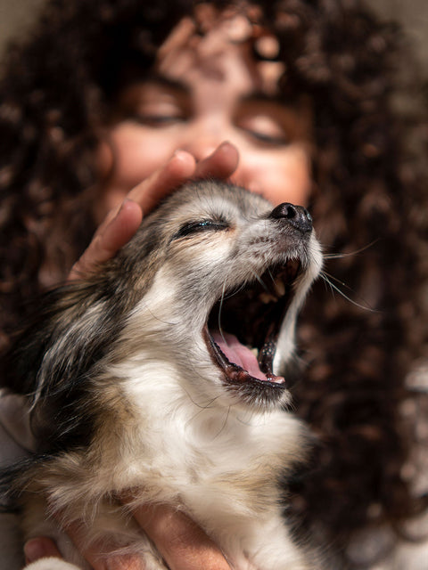 Bad Dog Breath Isn’t Normal—Here’s What It’s Really Telling You