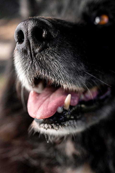 Dogs can be trained to sniff out stress, with a 94% accuracy