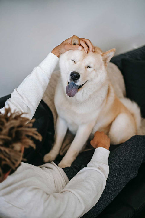 Research shows petting dogs is good for your brain!