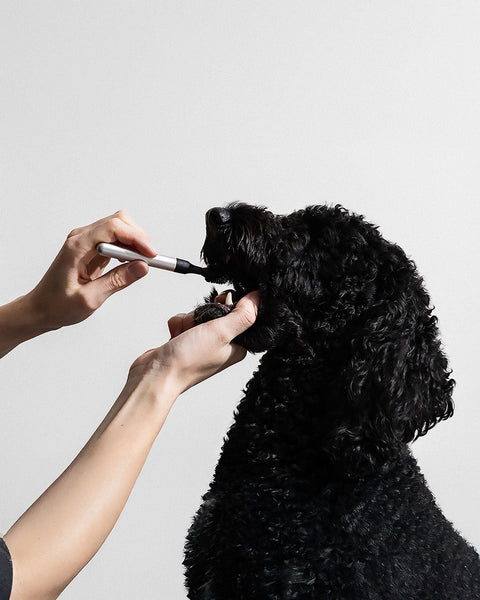 From Sketch to Market: Barkus' 360° Toothbrush Design & Development Journey