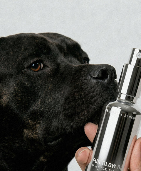 Glow From Within: Gabe’s Rescue Story